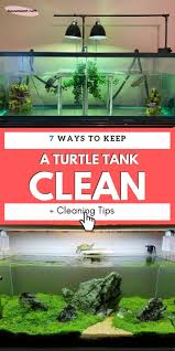 This diy project allows you to built a large turtle basking area at a minimal cost. How To Keep A Turtle Tank Hygienic Clean Aquanswers