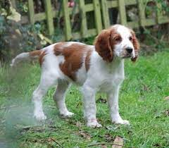 Nationwide · shelters & rescues · responsible breeders Welsh Springer Spaniel Puppies Mn