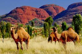 «when will i reach water?» he thought. Did You Know There Are Wild Camels In Australia