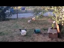 Hen Turning Into Rooster Backyard Chickens Learn How To Raise Chickens Check out the funniest memes, funny gifs and hilarious videos that make you laugh out loud in public! hen turning into rooster backyard