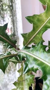 Image result for Acanthus montanus