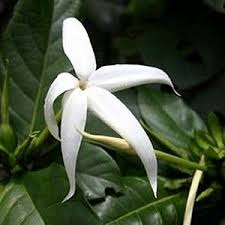 Image result for Leptactina