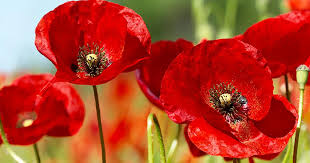 Feb 03, 2018 · back to top. How To Grow Care For Your Poppies Lovethegarden
