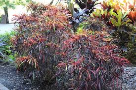 Image result for Croton kilwae