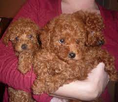She is a sweet little girl. Michigan Toy Poodles Michigan Maltipoo Akc Registered Toy Poodles Maltipoos Thank You For Stopping By And Maltipoo Puppy Chocolate Toy Poodle Toy Poodle