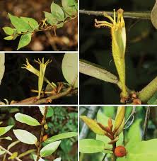 Image result for Margaretta rosea