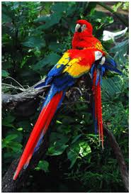 Herbivores Amazon Rainforest Animals Rainforest Animals Rainforest Birds