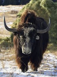 Animals that start with yak. Montana Yak Mammals Animals With Horns Animals Wild