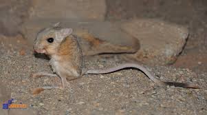 We did not find results for: Iran Desert Animals Artin Travel