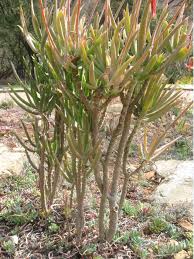 Image result for Cotyledon barbeyi