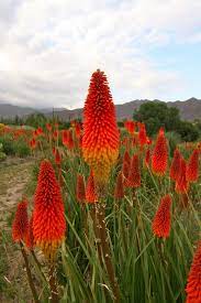Kniphofia Also Called Tritoma Red Hot Poker Torch Lily Knofflers Or Poker Plant Is A Genus Of Flowering Planting Flowers Red Hot Poker Plant Winter Plants