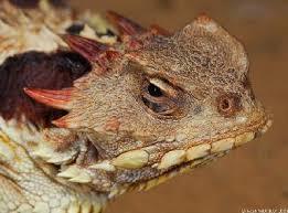 Image result for Blepharis dunensis