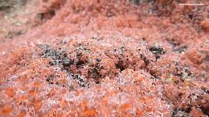 There is an island called christmas island. Millions Of Baby Red Crabs Swarm On Christmas Island As They Make Annual Migration Abc7 New York