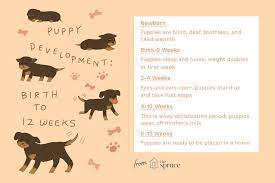 Maybe you would like to learn more about one of these? Puppy Development From 1 To 8 Weeks
