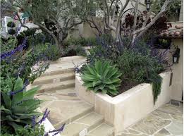 Fox Tail Agave With Salvia Trailing Rosemary And Olive Trees Mediterranean Landscaping Olive Trees Landscape Xeriscape Landscaping