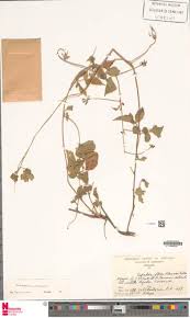 Image result for Cardiospermum corindum