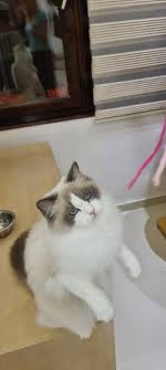 Ragdoll has a soft, practically plush coat, that thanks to its texture and coloration resemble this of a birman cat. Ragdolls Blue Eyes Angels Home Facebook