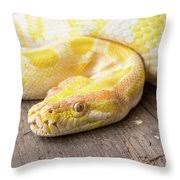 Uploaded at september 06, 2018. Yellow And White Snake 2 Photograph By Allegory Imaging