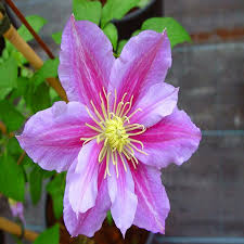 Thus, if your garden has clay or sandy soil, it is a good idea to use. Buy Clematis Piilu Best Value For Money Gardens4you