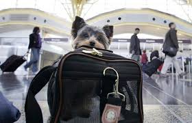 How much should i feed my puppy? Dog Travel 101 How To Ship A Dog By Plane Top Dog Tips