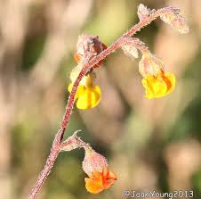 Image result for Hermannia depressa