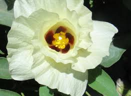 Image result for Gossypium