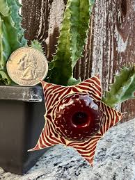 Image result for Huernia longituba