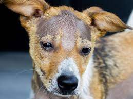 Wash your dog's bedding at least once a week. How To Treat Alopecia In Dogs