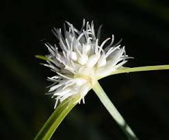 Image result for Cyperaceae