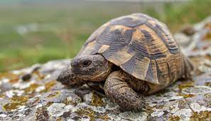 Greek Tortoise Spur Thighed Complete Care Guide All Turtles