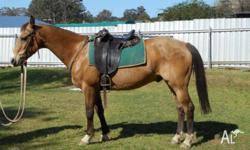 See more of nickel park palomino & buckskin quarter horses on facebook. Buckskin Gelding Sport Horse For Sale In Bringelly New South Wales Classified Australialisted Com