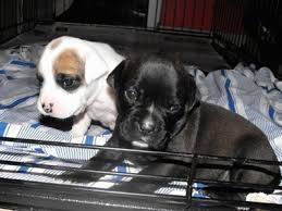 Bulladors tend to be friendly, loving, and playful dogs that make great family pets. Bullador Dog Breed Information And Pictures