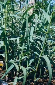 Image result for Arundo donax