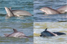 July 2022 Newsletter - Galveston Bay Dolphin Research Program