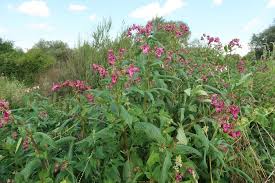 Image result for Impatiens psychadelphoides