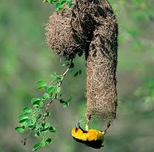 The most common weaver birds nests material is metal. Weaver Bird The Most Extreme Wiki Fandom