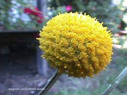Billy Buttons Flower Images Best Flower Wallpaper