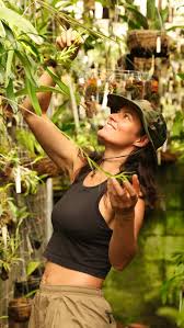 Image result for Lankesteria