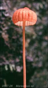 Image result for Marasmius sp.