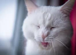 Vomiting is a very common problem with cats with a multitude of causes. Bad Breath In Cats How To Prevent And Treat It Petmd