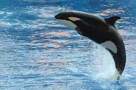 15 Facts About Killer Whales | Always Learning!