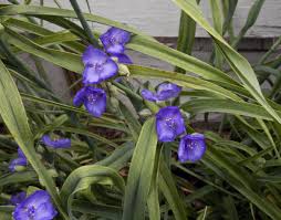 In this part of the site, you can identify trees, shrubs or perennials by the shape or color of their leaves. Long Narrow Green Leaves And Purple Flowers Of A Spiderwort Clippix Etc Educational Photos For Students And Teachers