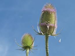 Image result for Dipsacaceae