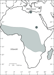 Image result for Treculia africana