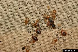 If you misidentify a bed bug infestation, it gives the bugs more time to spread to other areas of the house or hitchhike a ride to someone else's house to start a new infestation. Bed Bugs In Schools Is It Or Isn T It The Abcs Of School And Childcare Pest Management