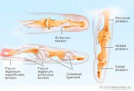 Hand bone and tendon diagram / tendon anatomy physiopedia. Finger Anatomy Picture Image On Medicinenet Com