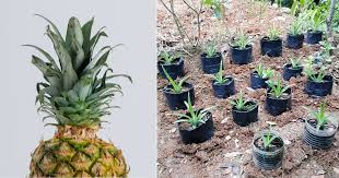 Cara tanam nanas dalam polibag, tengok hasilnya. Semai 4 Anak Pokok Dari Sebiji Nenas Mudah Saja Caranya Impiana