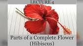 The main difference between carpel and pistil is that carpel is the female part of the flower, comprising of stigma, style, and ovary, whereas pistil can. Hibiscus Flower Parts Dissection Of Hibiscus Flower Youtube