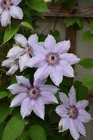 Maybe you would like to learn more about one of these? Get Nelly Moser Clematis In Mi At English Gardens Nurseries Serving Clinton Township Dearborn Heights Eastpointe Royal Oak West Bloomfield And The Plymouth Ann Arbor Michigan Areas