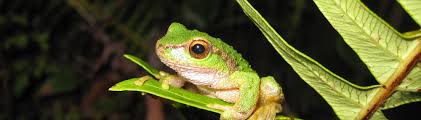 Tall tanks are ideal for these amphibians complete with a water pond. Spotted Tree Frog